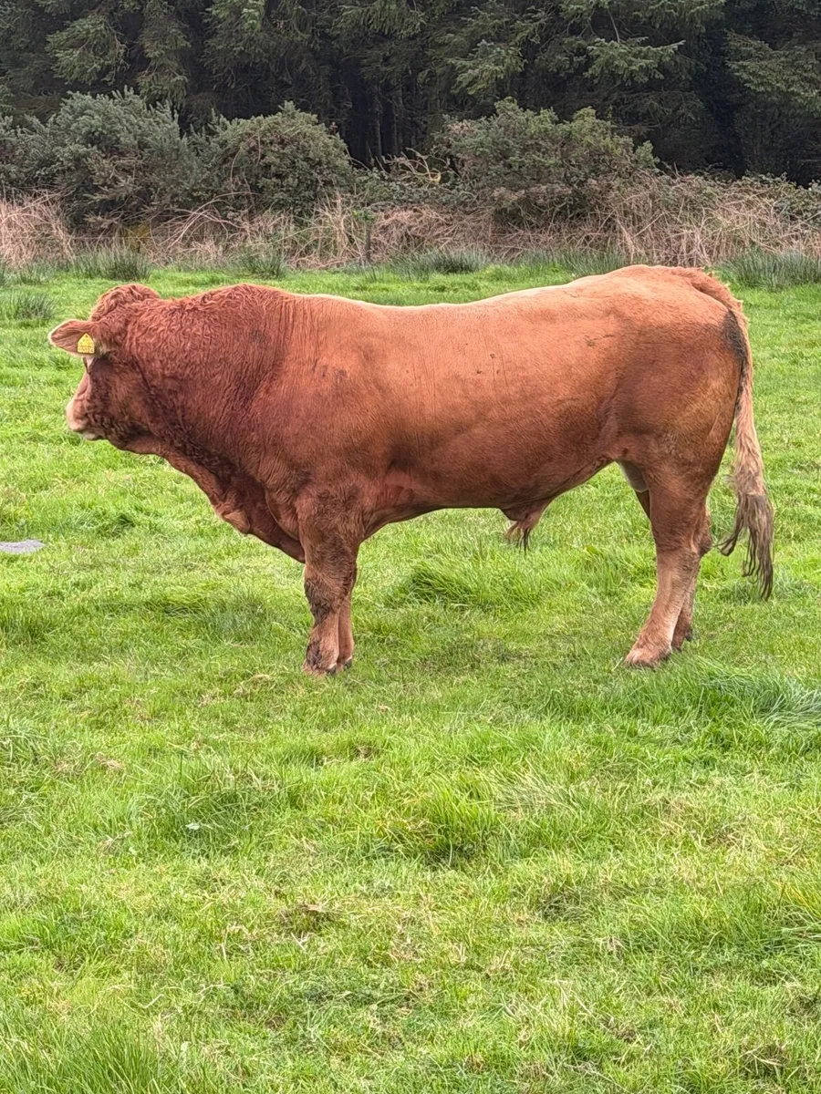Bull - Image 1
