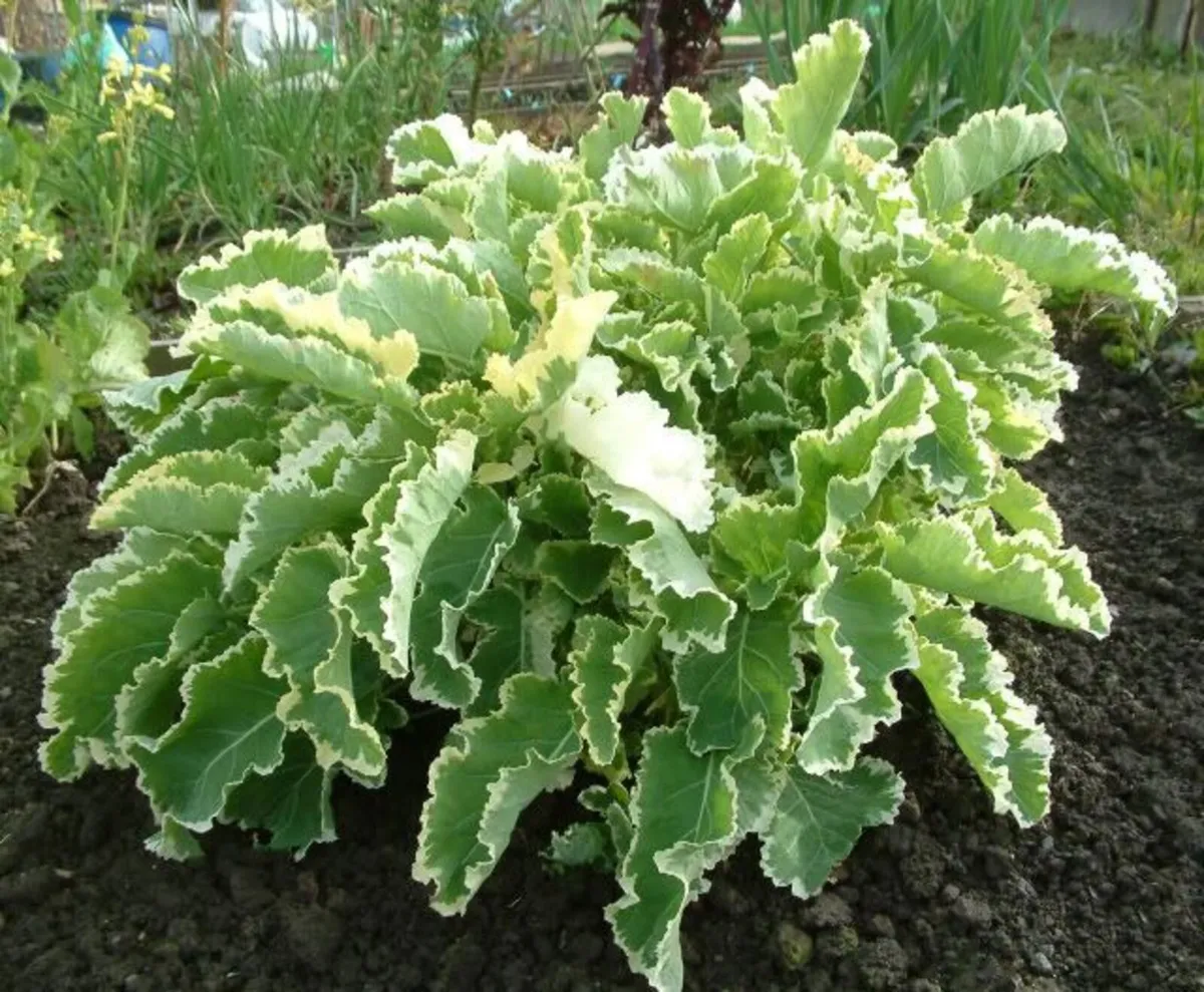 Survival Garden Mixes - Watch Video -Delivery avai - Image 3