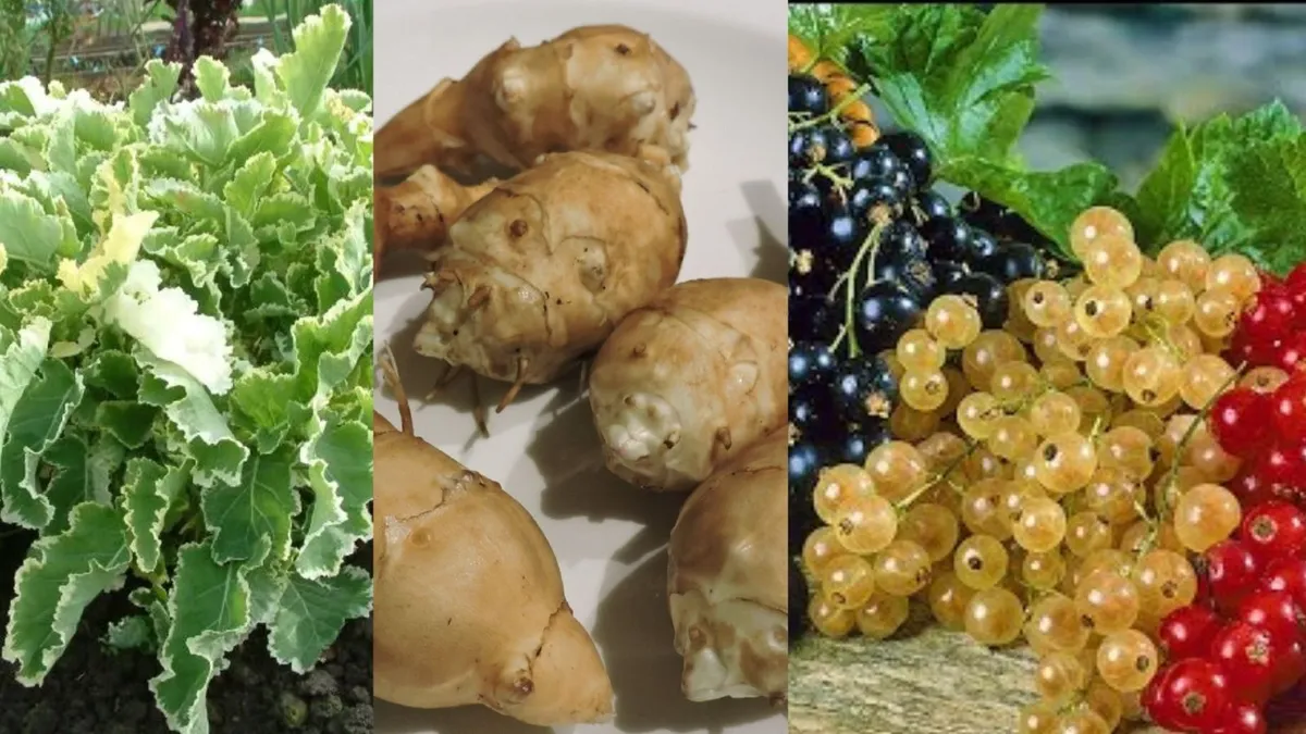 Survival Garden Mixes - Watch Video -Delivery avai - Image 1