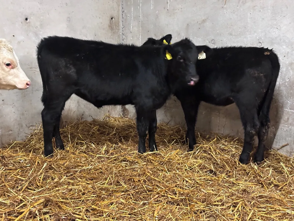 4 smashing Angus & Hereford Weanling heifers for s - Image 2