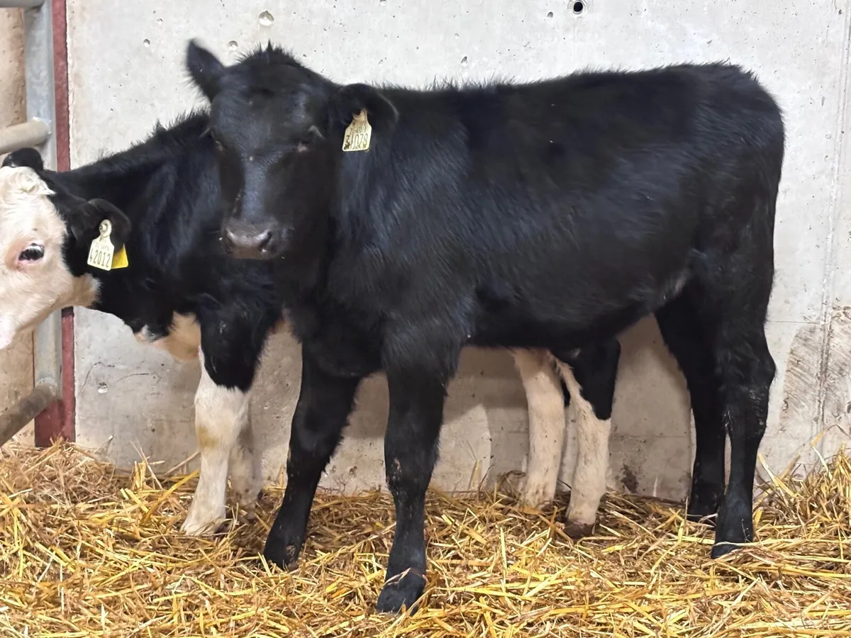4 smashing Angus & Hereford Weanling heifers for s - Image 3