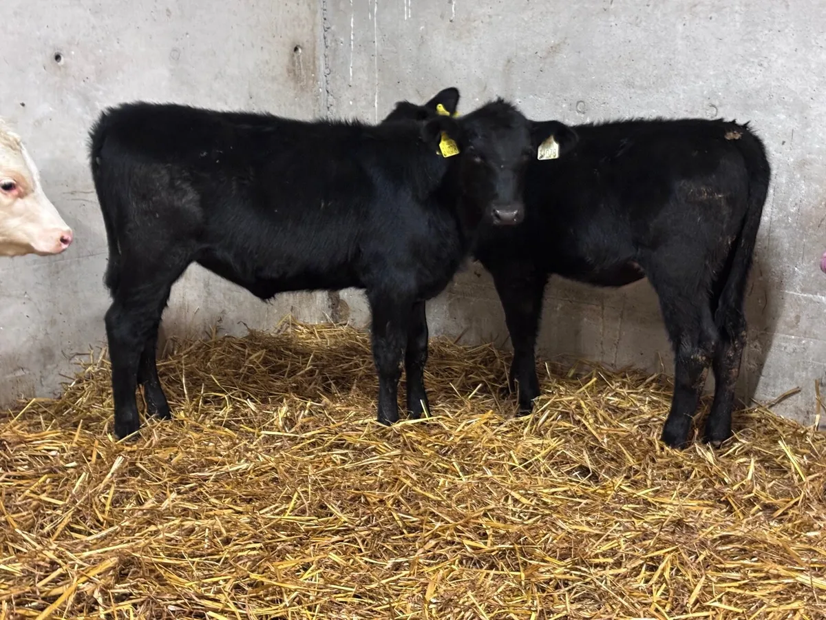 4 smashing Angus & Hereford Weanling heifers for s - Image 1