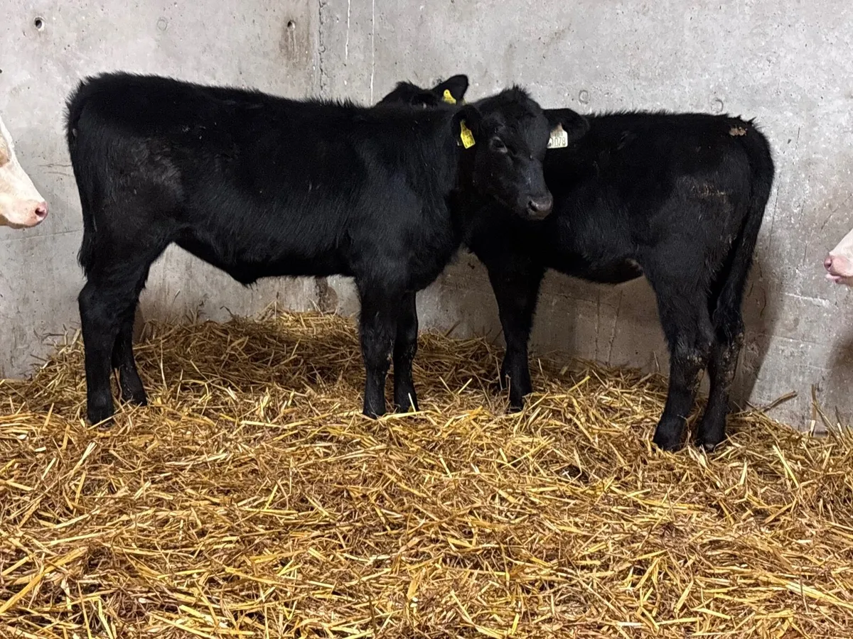 4 smashing Angus & Hereford Weanling heifers for s - Image 4