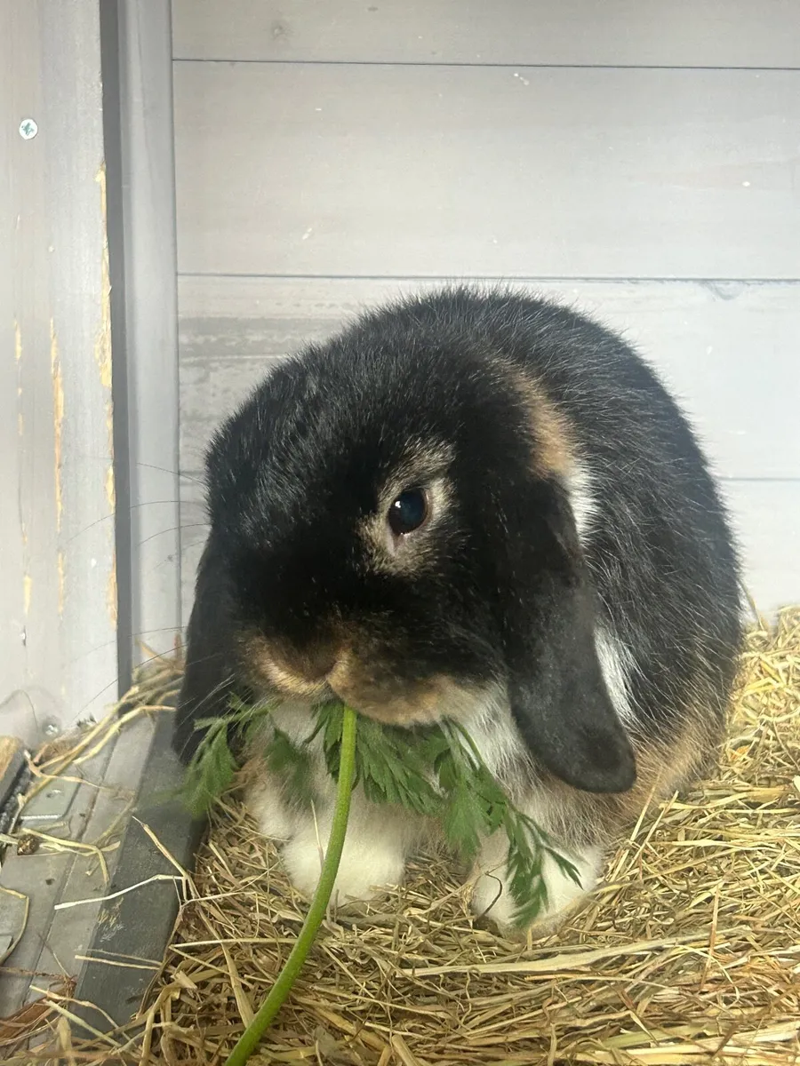Mini lop rabbit - Image 1