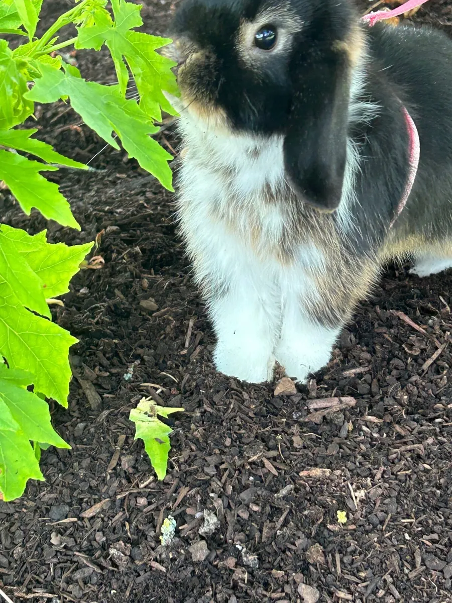 Mini lop rabbit - Image 2