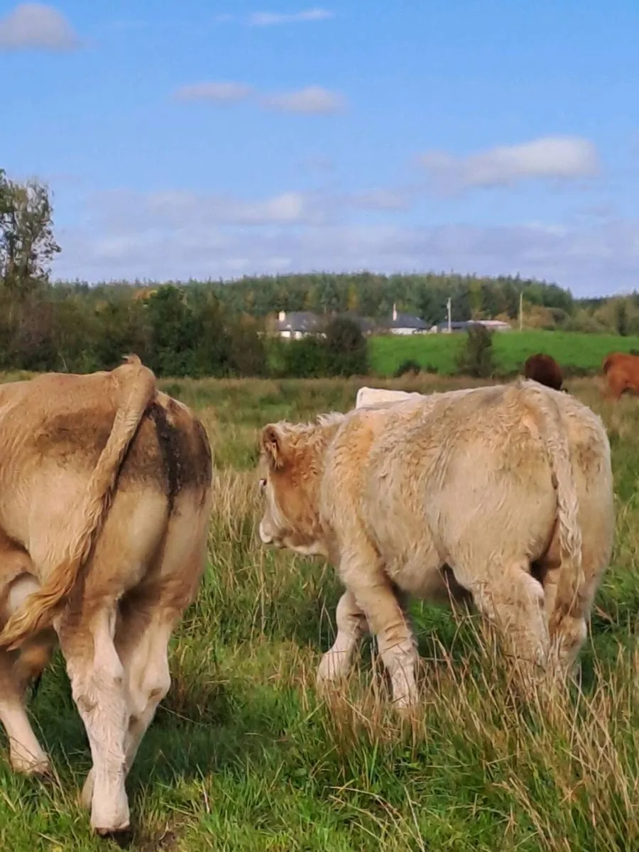 Weanling Bulls & Heifers - Image 2