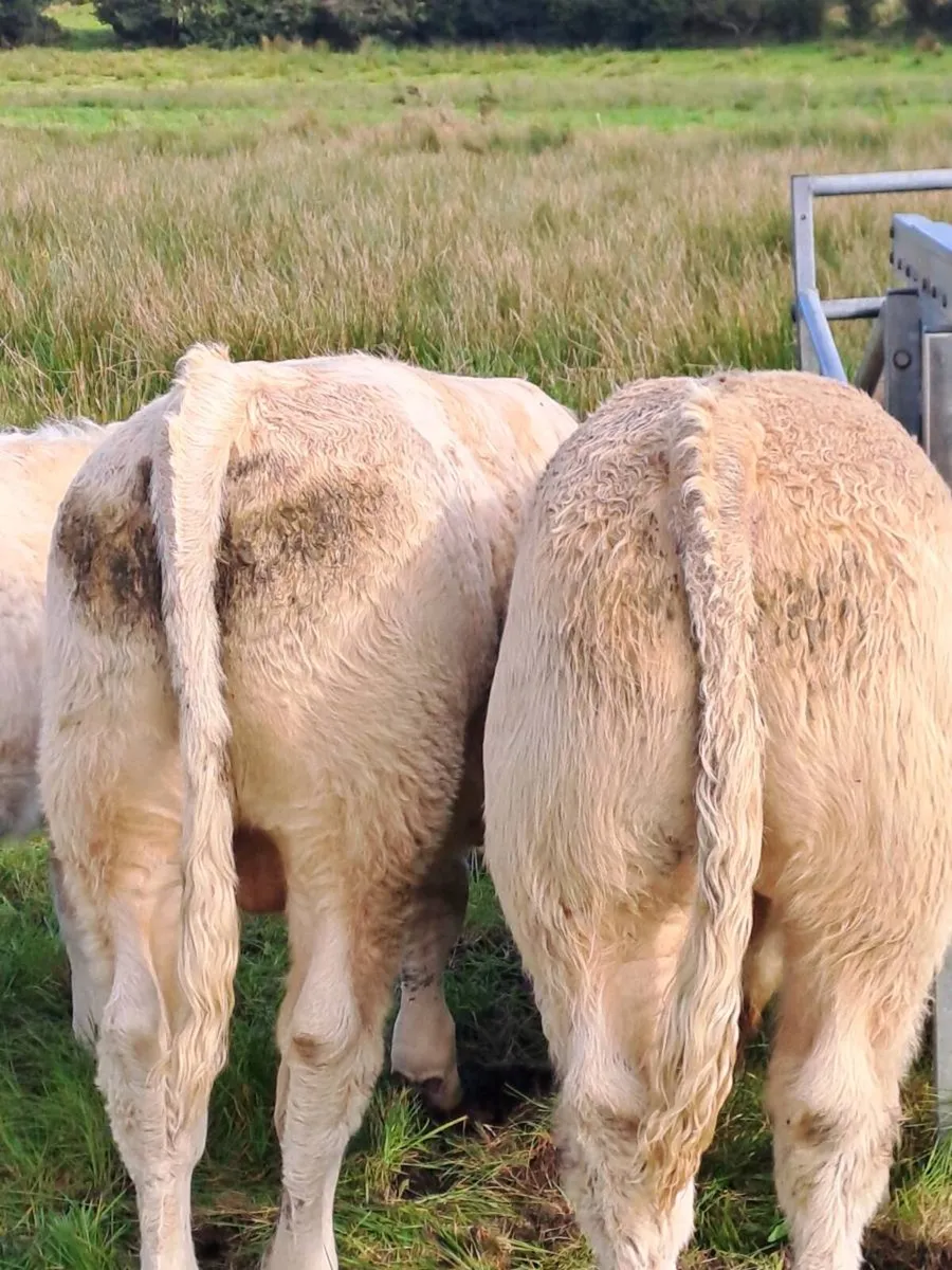 Weanling Bulls & Heifers - Image 3