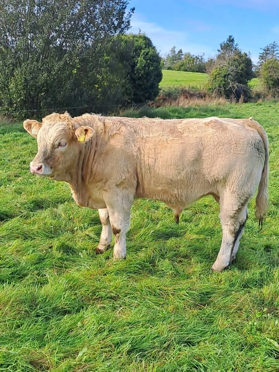Weanling Bulls & Heifers - Image 4