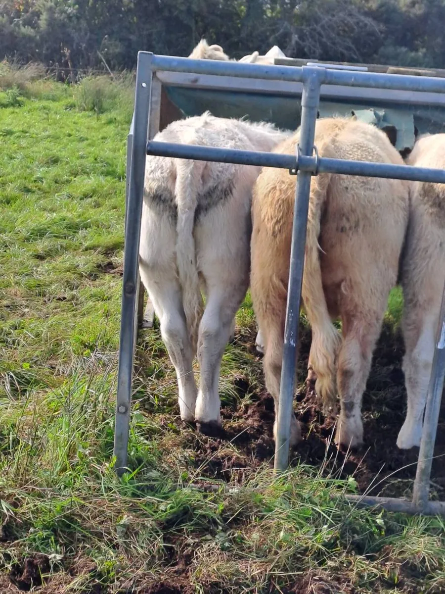 Weanling Bulls & Heifers - Image 1