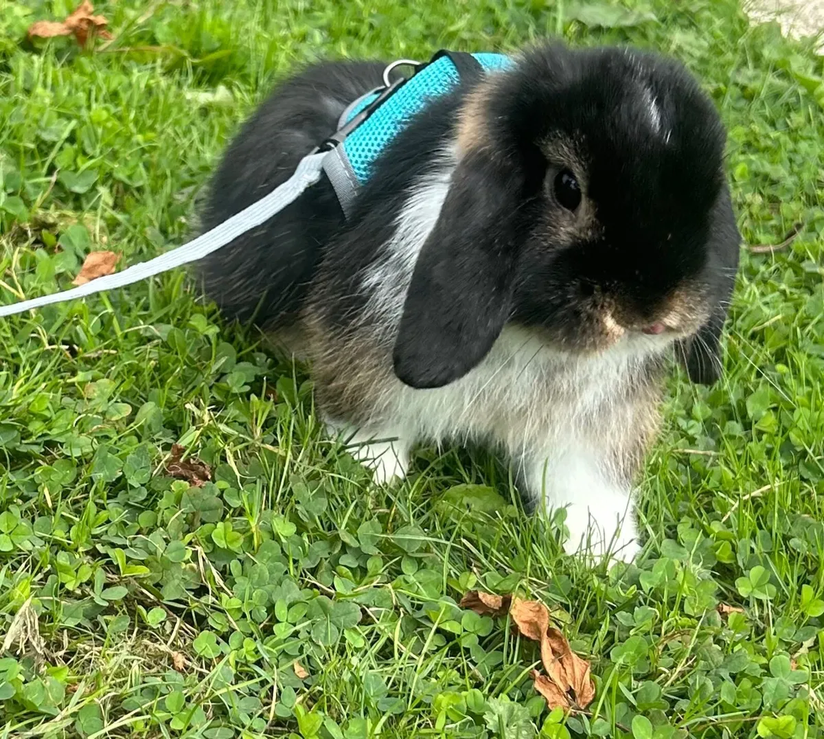 Mini lop rabbit - Image 3