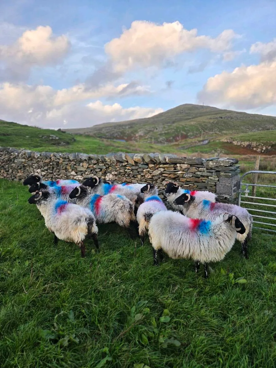 Mayo blackface ewes - Image 1