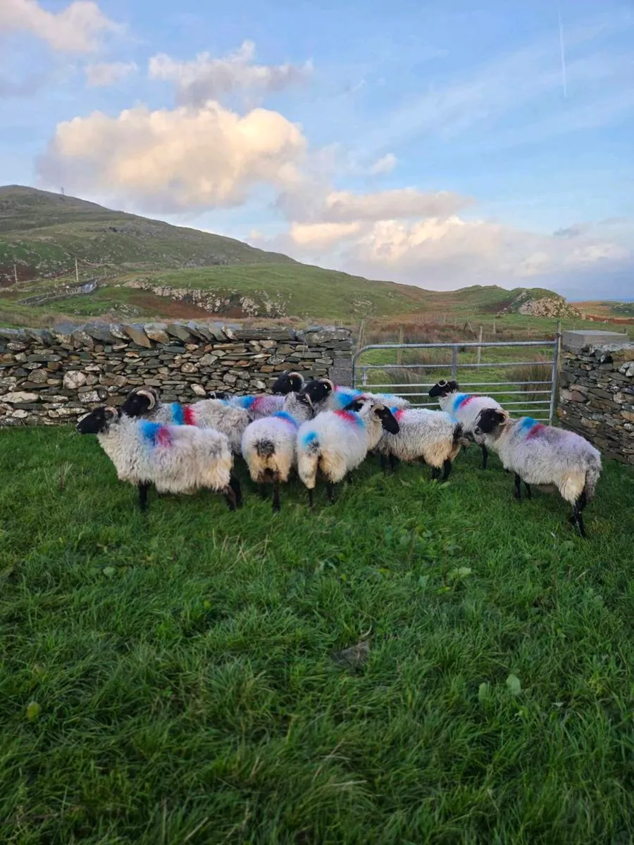 Mayo blackface ewes - Image 2