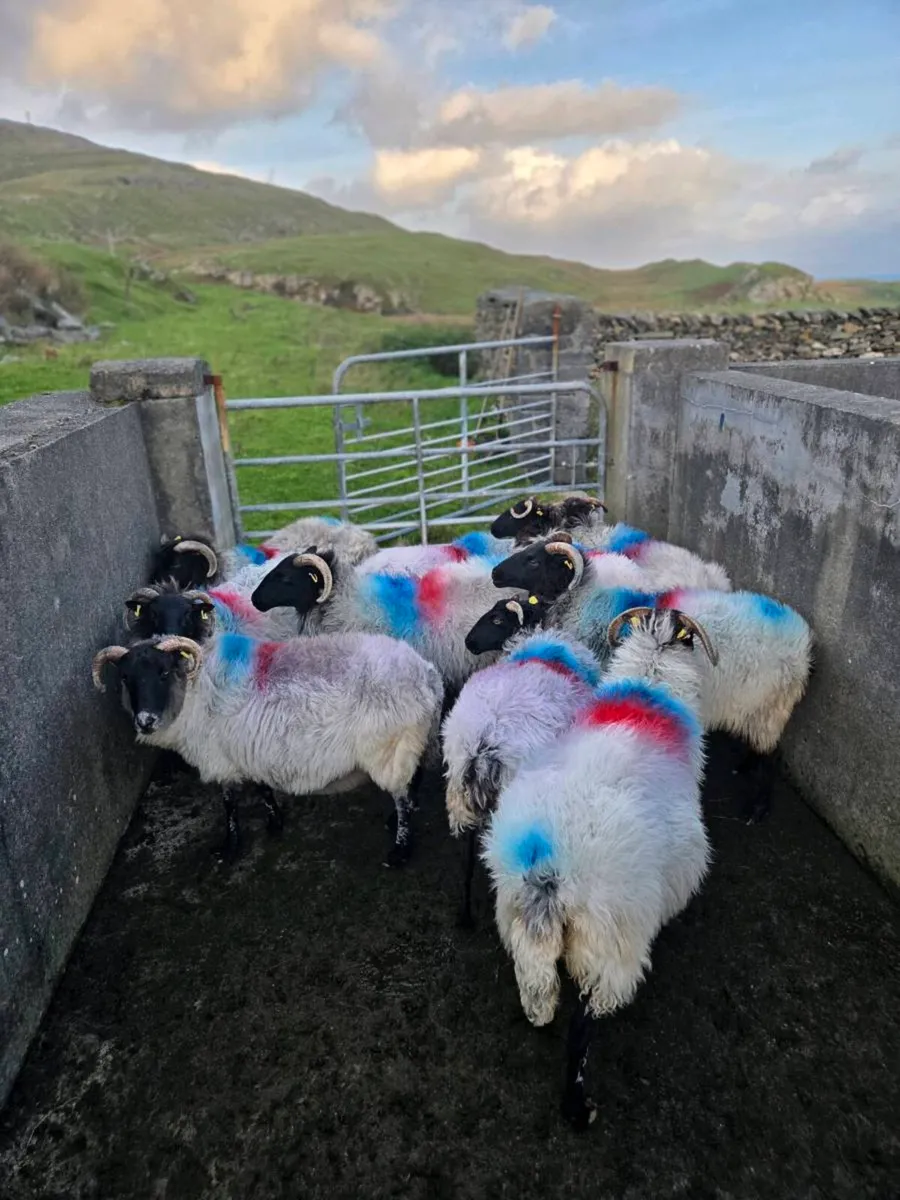Mayo blackface ewes - Image 3