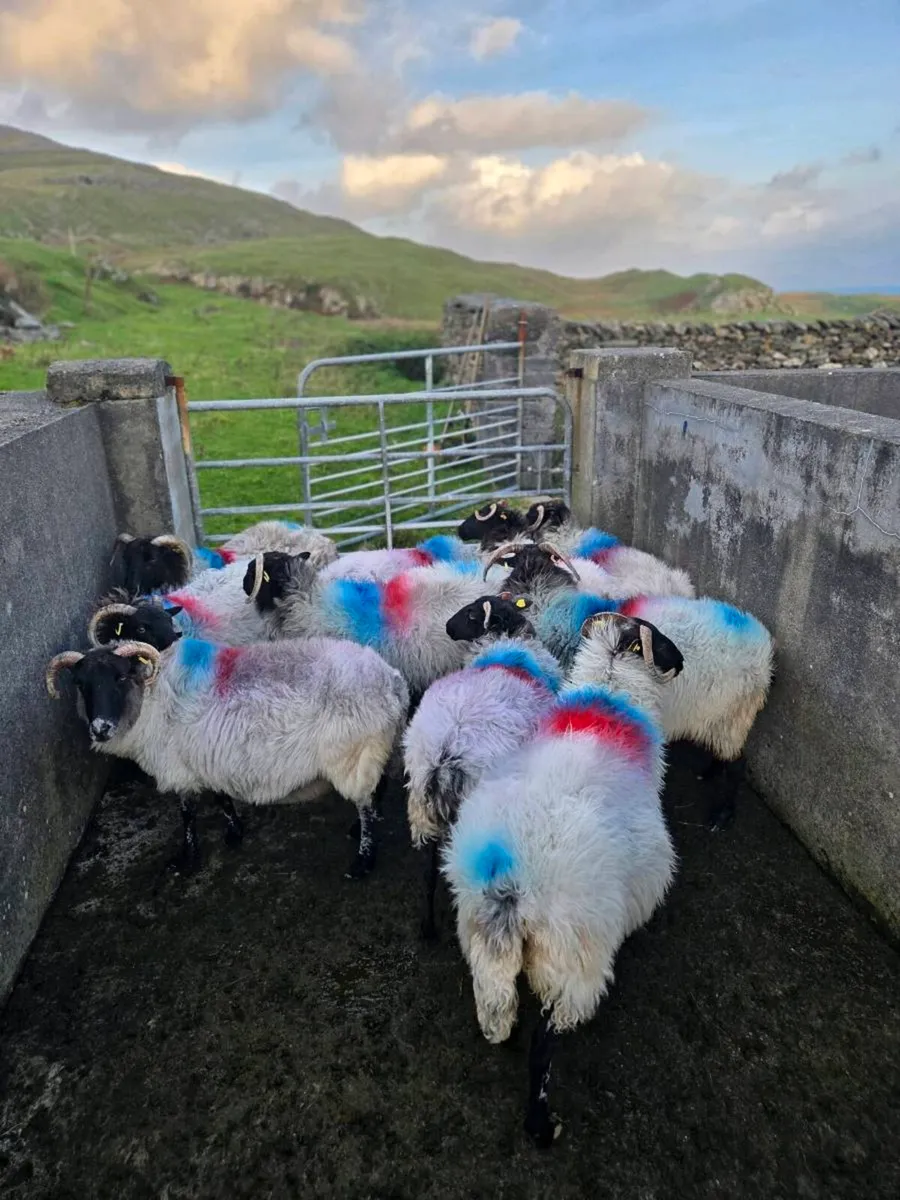 Mayo blackface ewes - Image 4