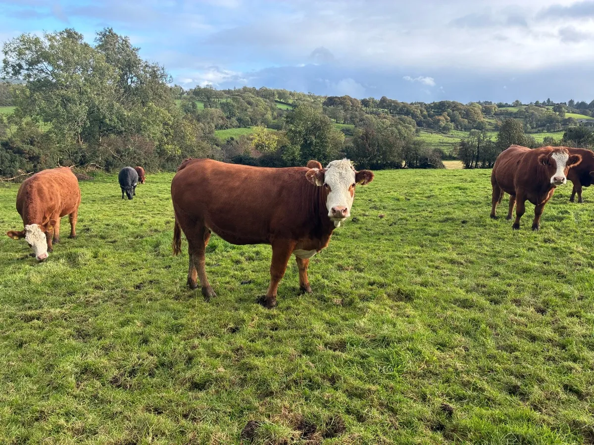 Cattle - Image 1