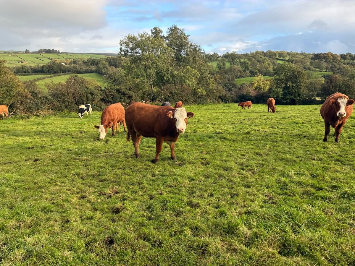 Cattle - Image 2