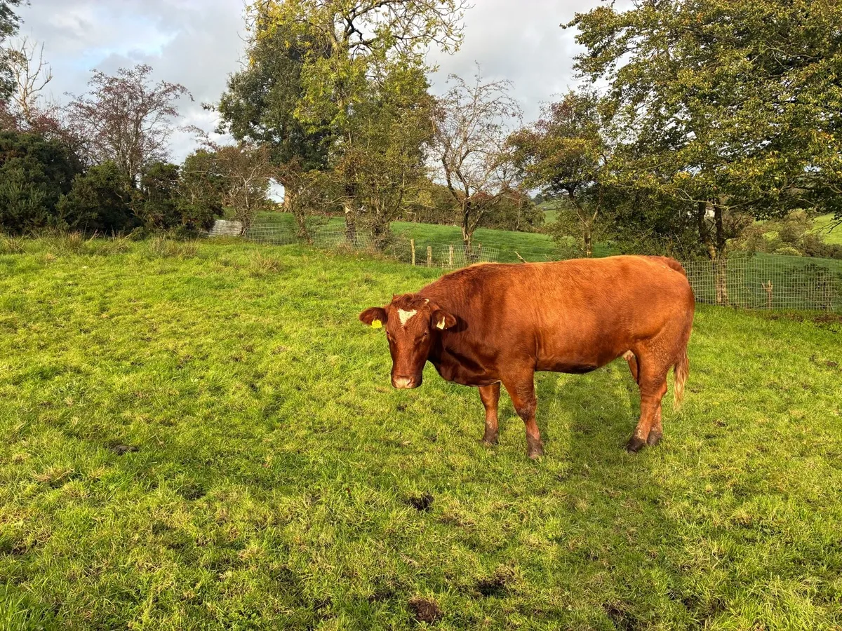 Cattle - Image 3