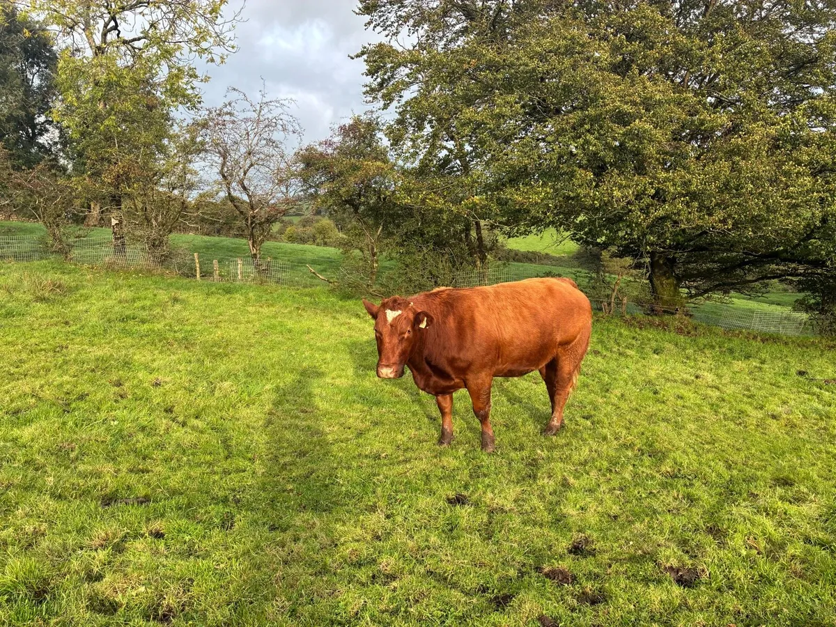 Cattle - Image 4