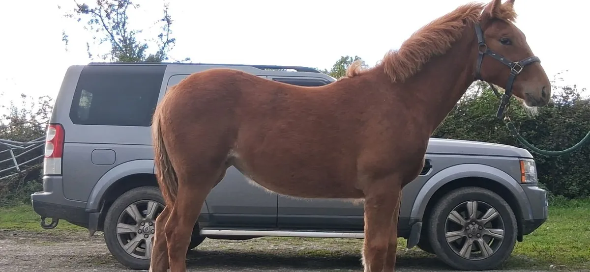 I.S.H Filly Foal - Image 2
