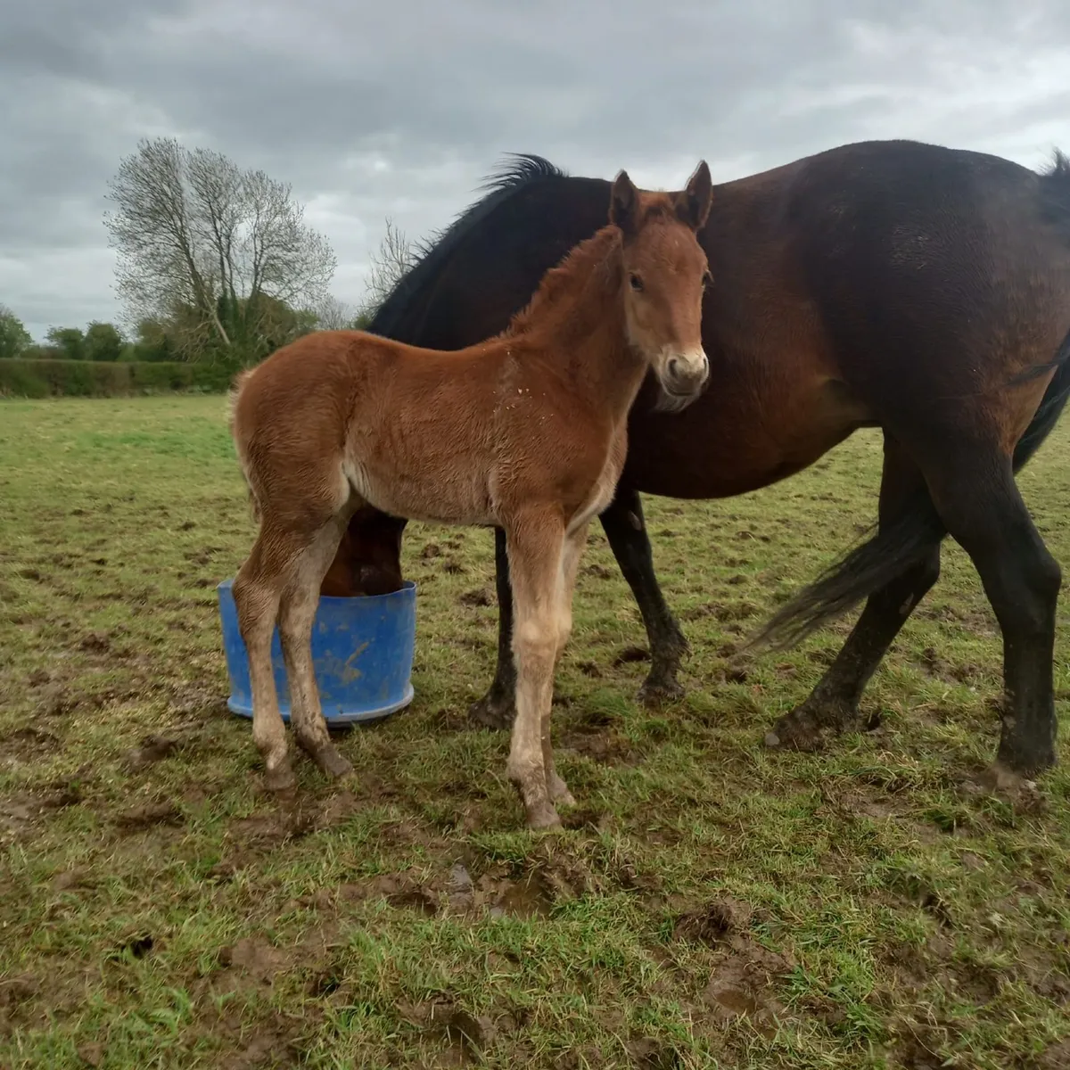 I.S.H Filly Foal - Image 3