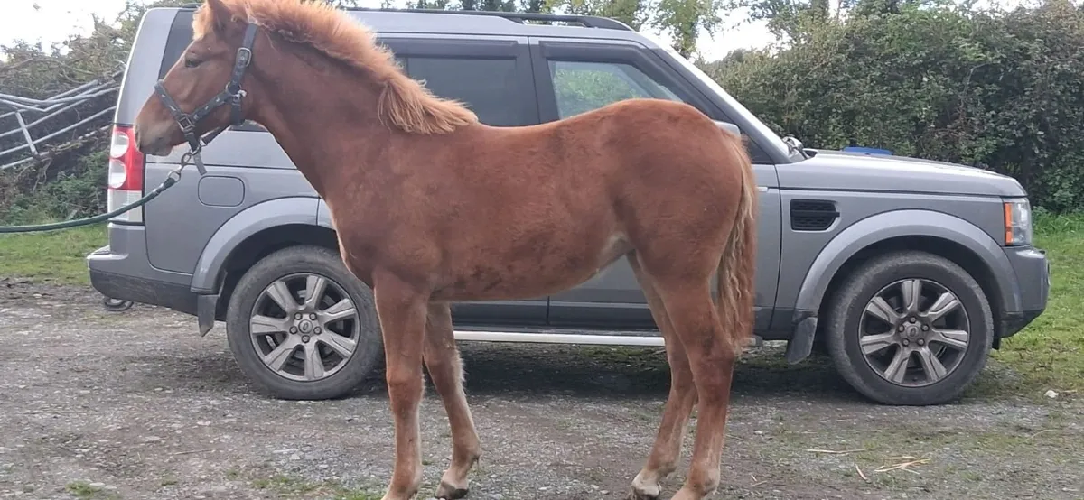 I.S.H Filly Foal - Image 4