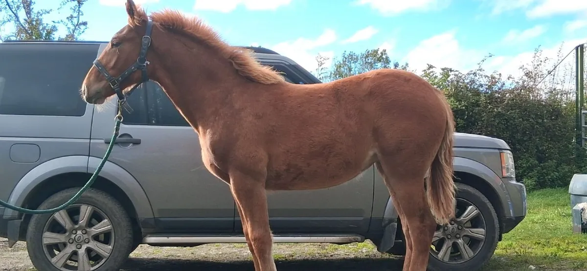 I.S.H Filly Foal - Image 1