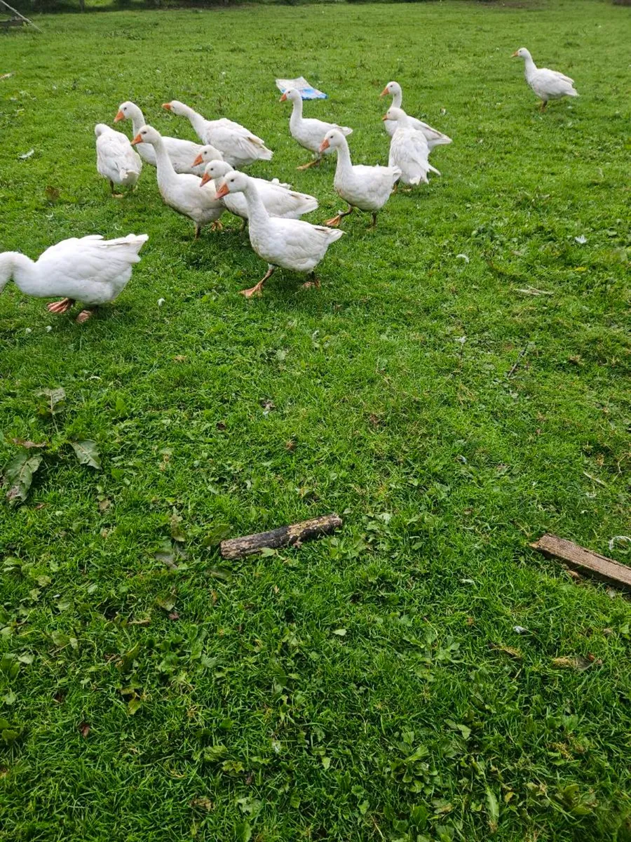Geese for sale - Image 1