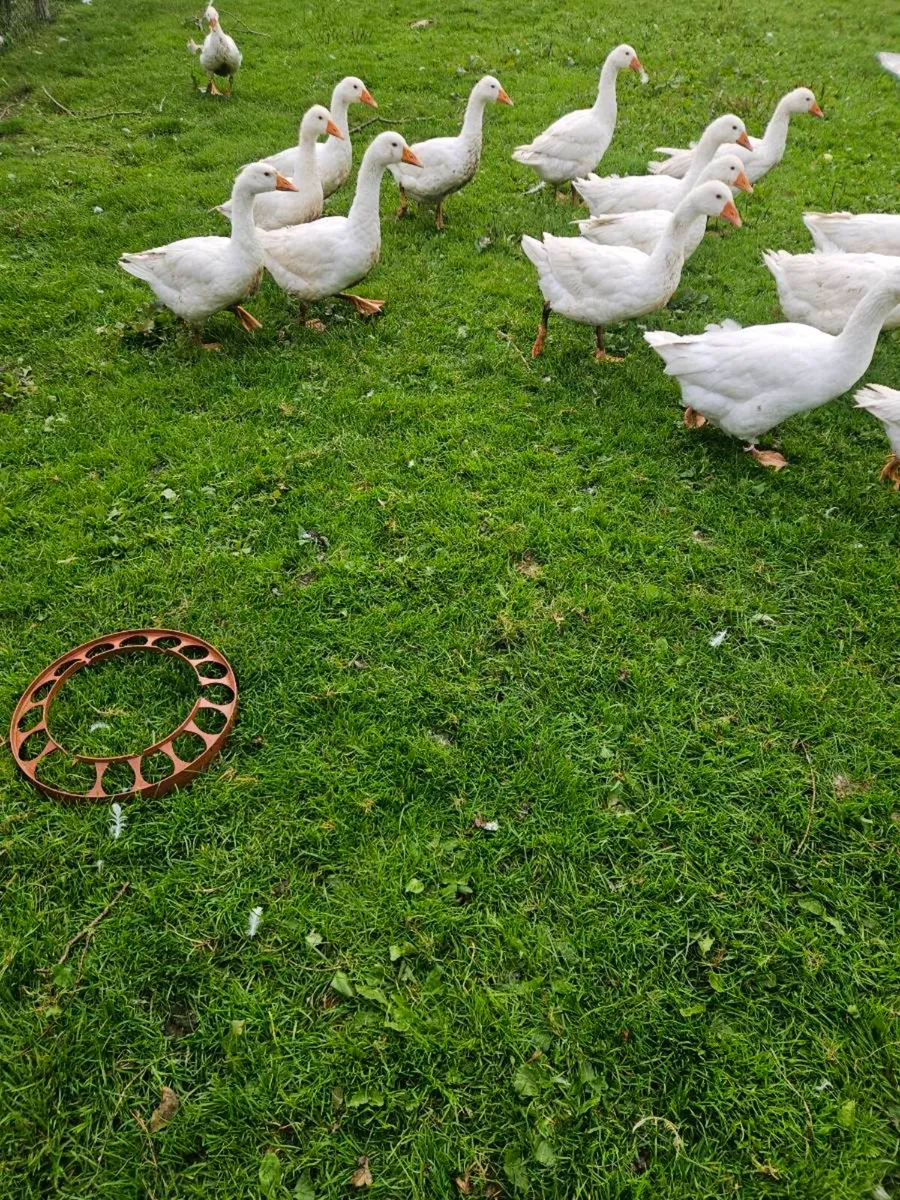 Geese for sale - Image 2