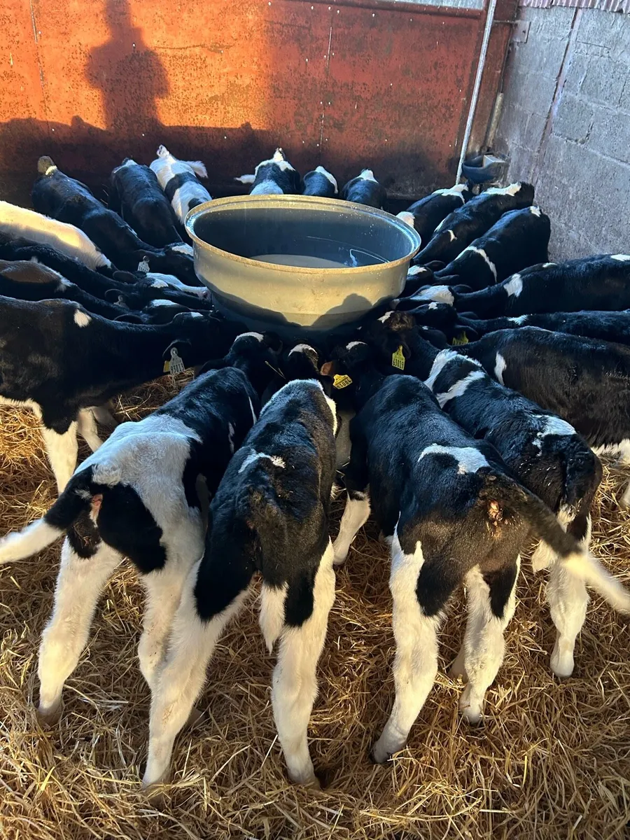 Friesian Bull Calves - Image 3