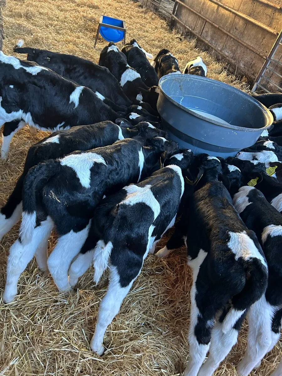 Friesian Bull Calves - Image 4