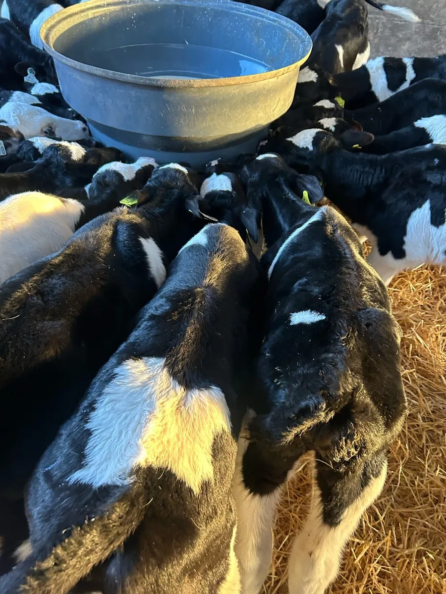 Friesian Bull Calves - Image 2