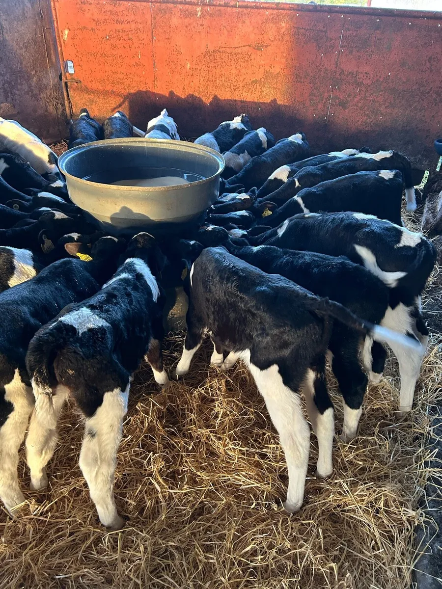 Friesian Bull Calves - Image 1