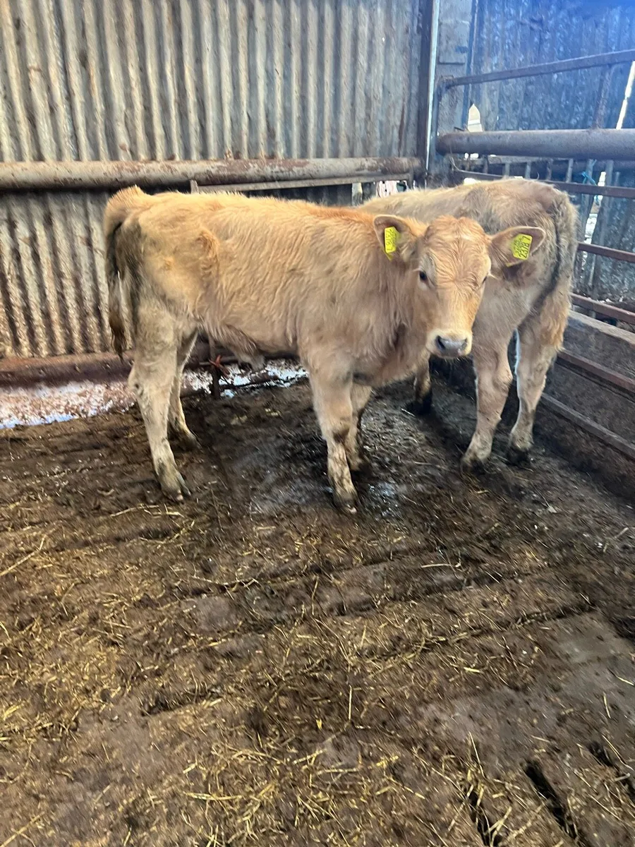 Yellow Heifer Beef Bred Calves - Image 1