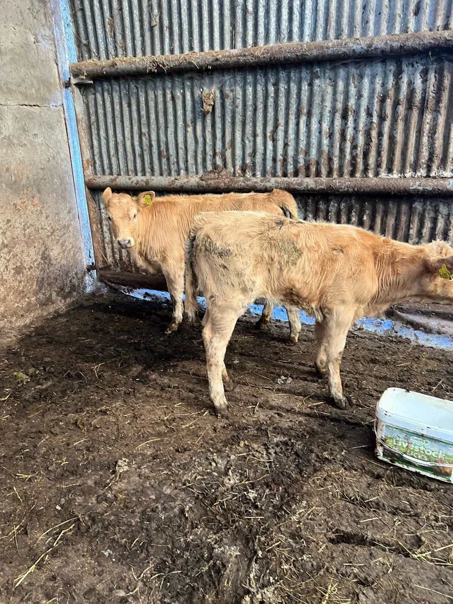 Yellow Heifer Beef Bred Calves - Image 2
