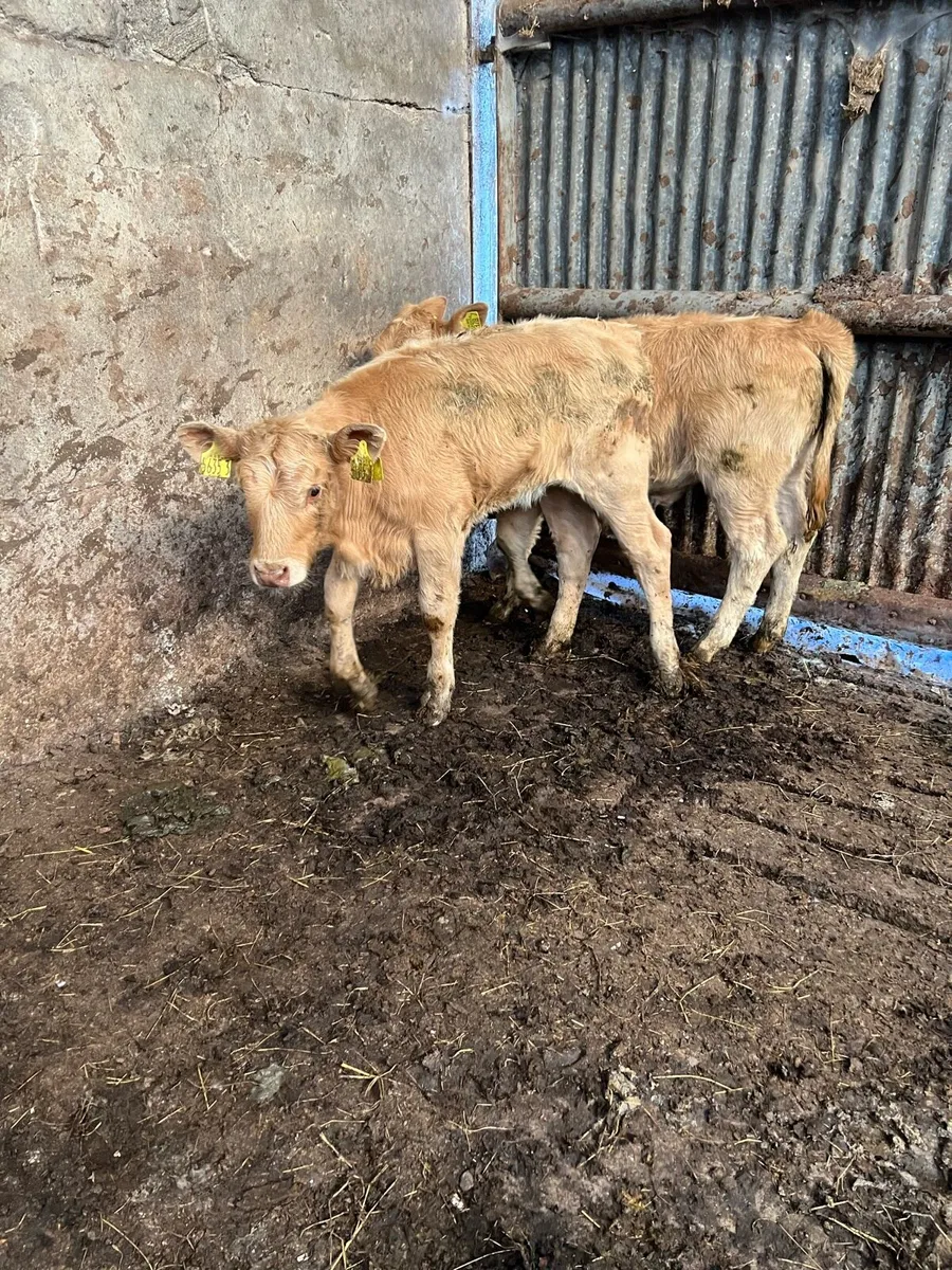 Yellow Heifer Beef Bred Calves - Image 3