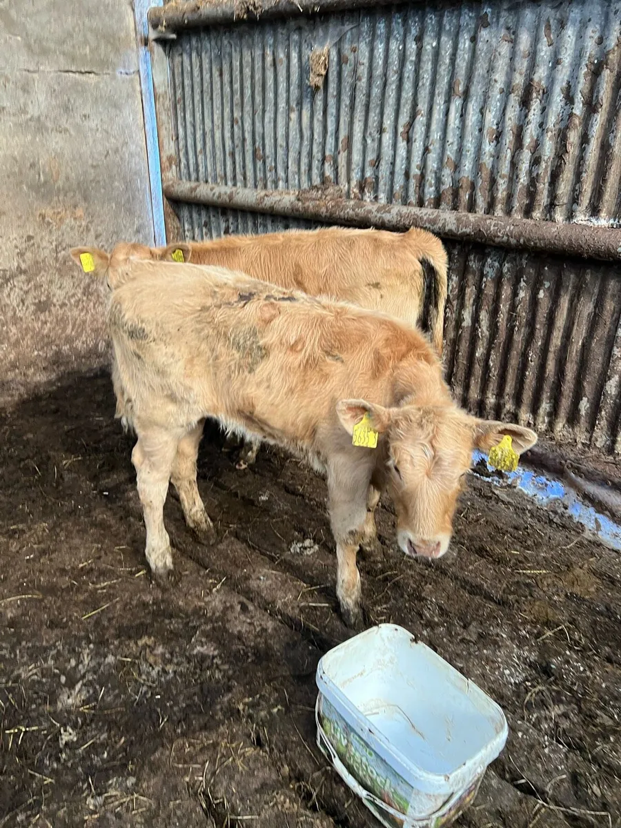 Yellow Heifer Beef Bred Calves - Image 4