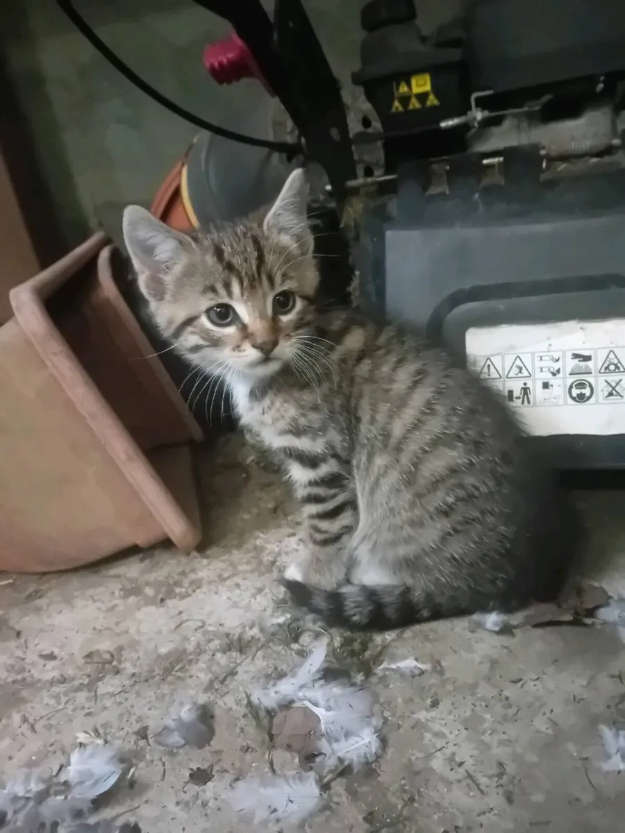 Kitten - Image 2