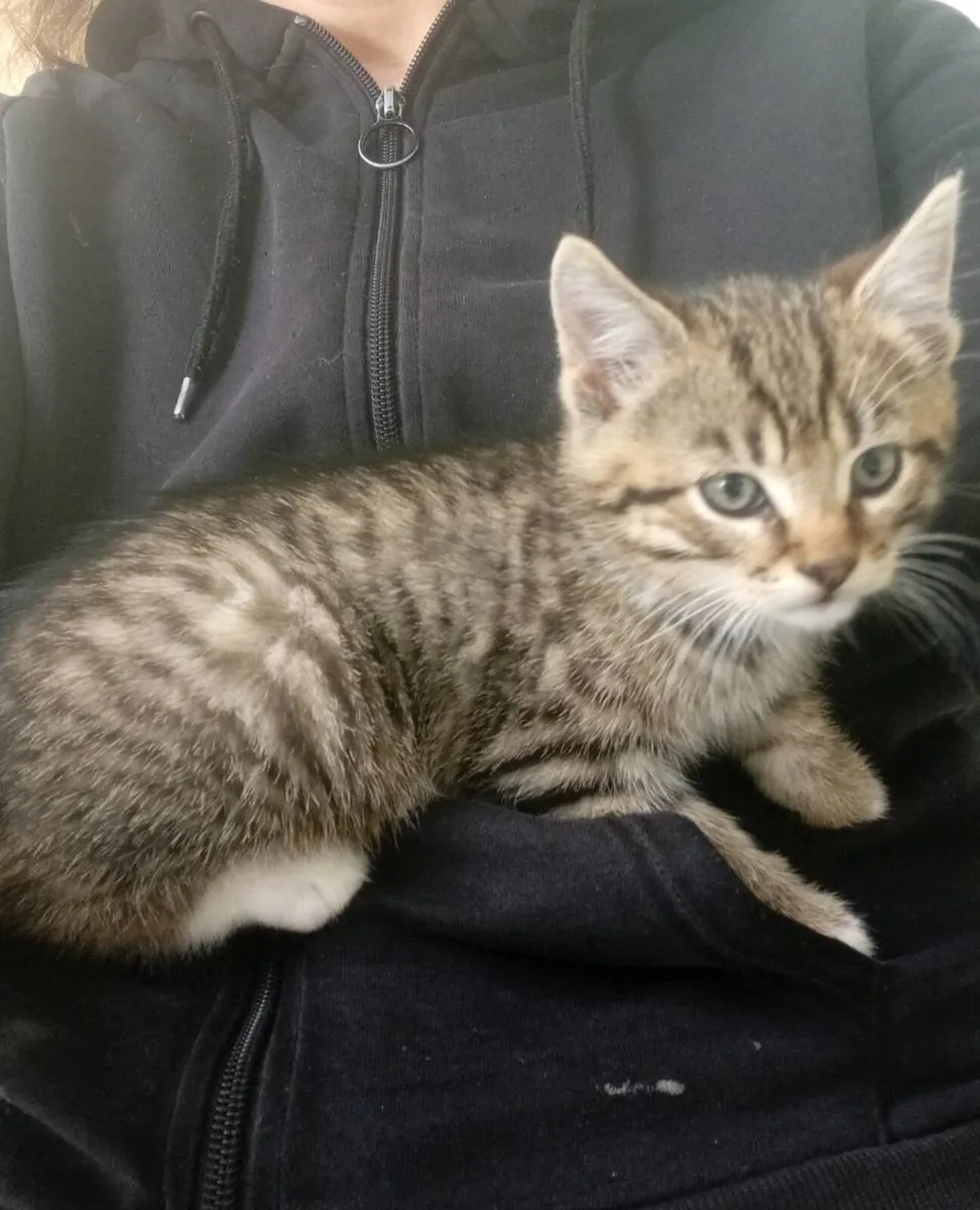 Kitten - Image 3