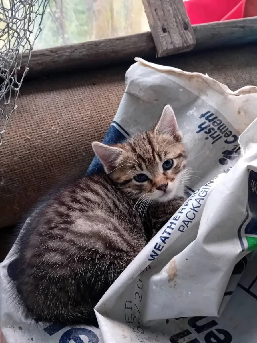 Kitten - Image 1