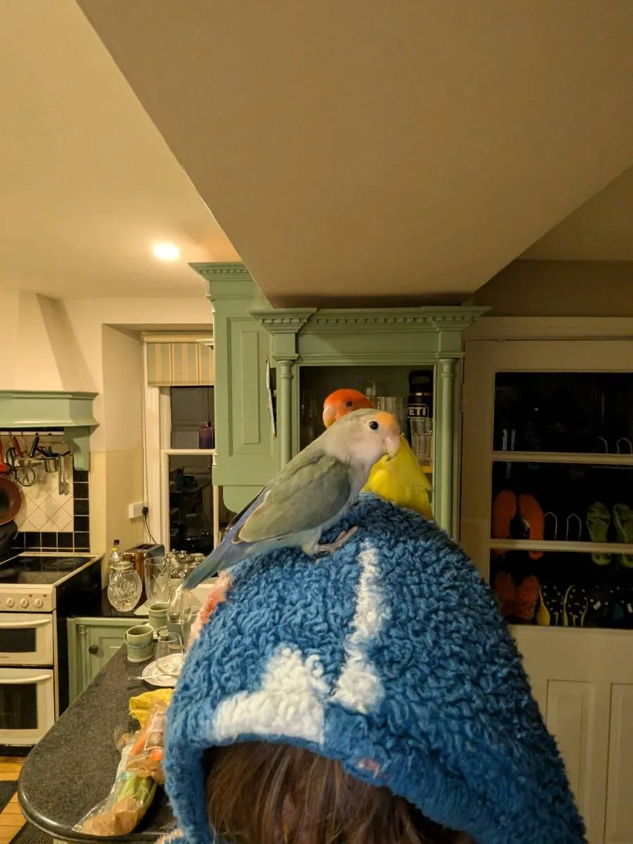 Two love birds - Image 2