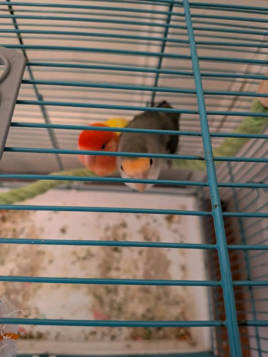 Two love birds - Image 3