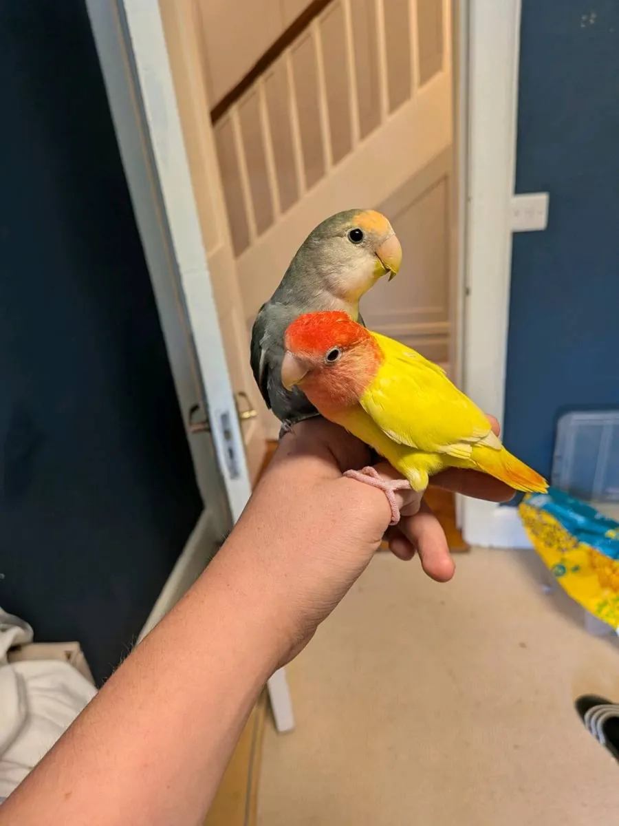 Two love birds - Image 1