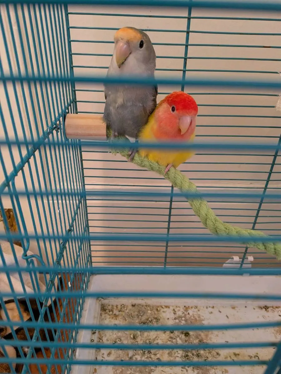 Two love birds - Image 4