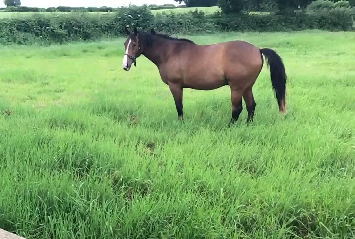 Tb horse - Image 3