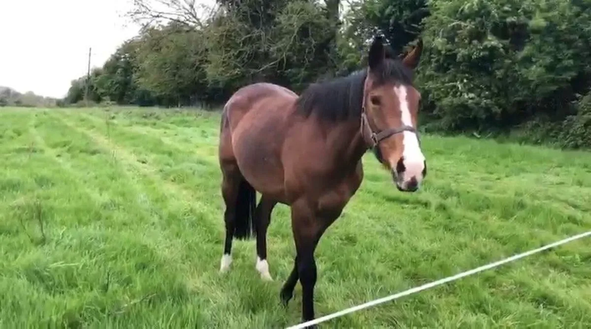 Tb horse - Image 4