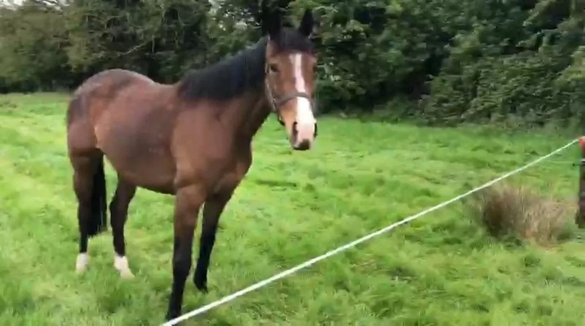 Tb horse - Image 1