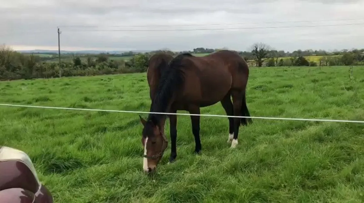 Tb horse - Image 2