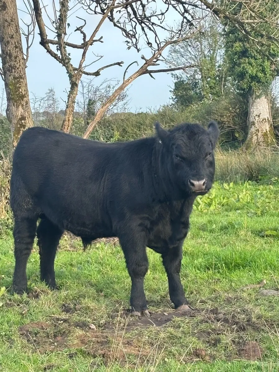Pedigree Angus Bull - Image 3