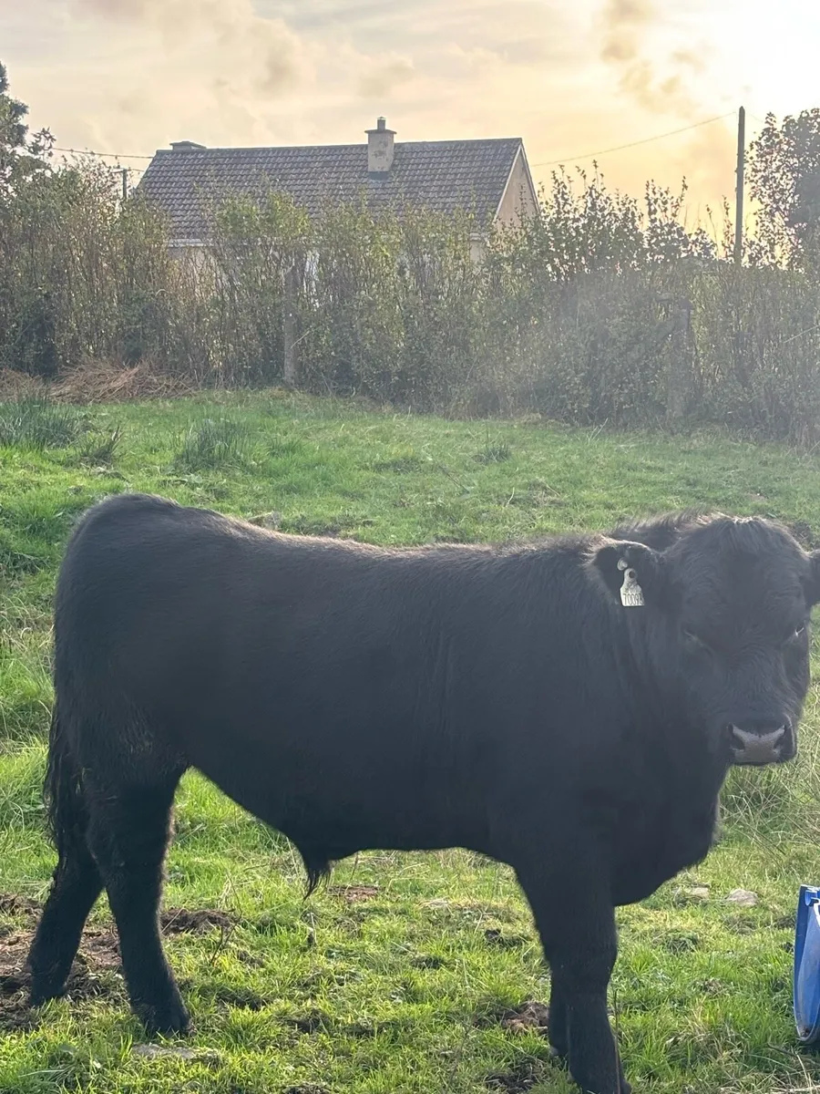 Pedigree Angus Bull - Image 1