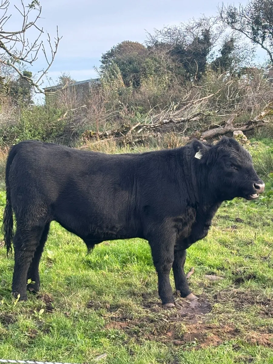 Pedigree Angus Bull - Image 2